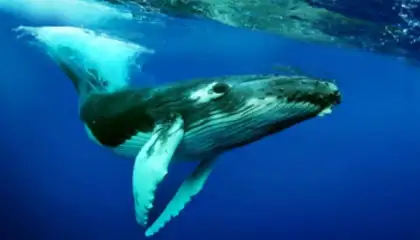 The Humpback Whales